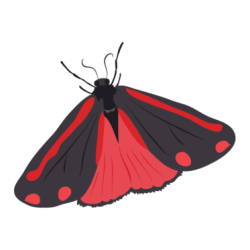 cinnabar