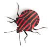 Shield bug, Graphosoma lineatum, in front of white background.